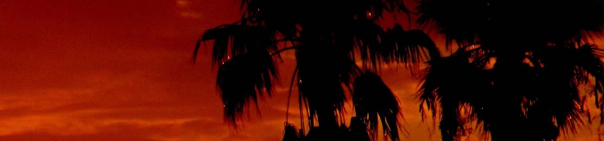 palm trees at sunset